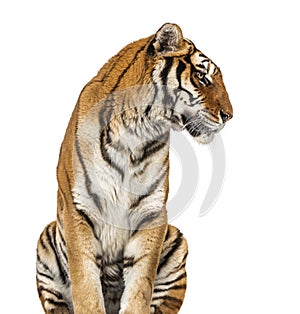 Adult Tiger isolated