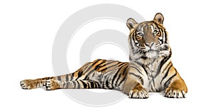 Adult Tiger isolated