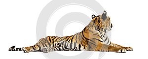 Adult Tiger isolated