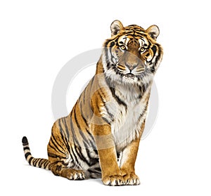 Adult Tiger isolated