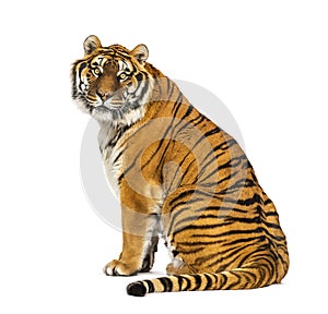 Adult Tiger isolated