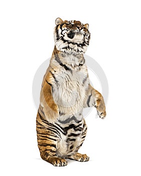 Adult Tiger isolated