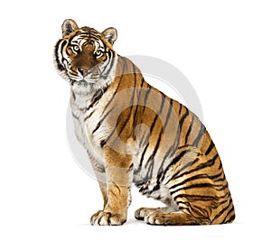 Adult Tiger isolated