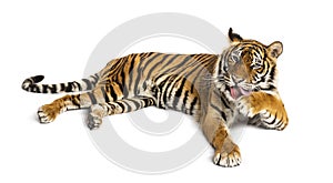 Adult Tiger isolated