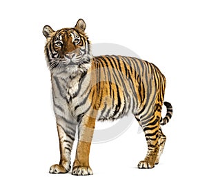 Adult Tiger isolated