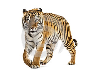 Adult Tiger isolated