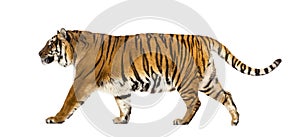 Adult Tiger isolated