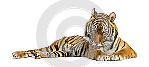 Adult Tiger isolated