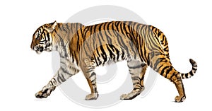 Adult Tiger isolated