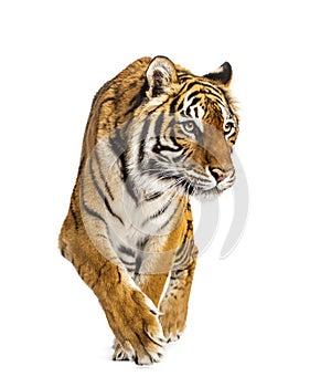 Adult Tiger isolated