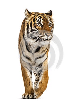 Adult Tiger isolated