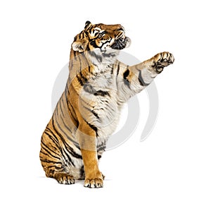 Adult Tiger isolated