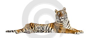 Adult Tiger isolated