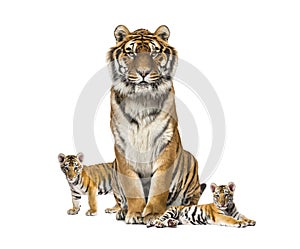 Adult Tiger isolated