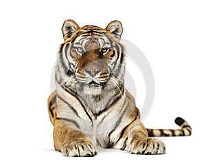 Adult Tiger isolated