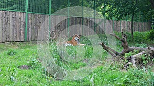 An adult tiger lies on the grass in the corral of the zoo and licks its fur with paw raised. Big striped wild cat