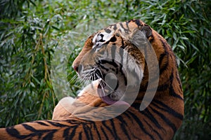 Adult tiger lying on the huge stone and licking his body by his long tongue.