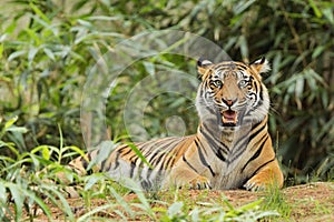 Adult tiger lying in tall grass