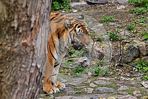 adult tiger peeking out from behind a tree in a zoo