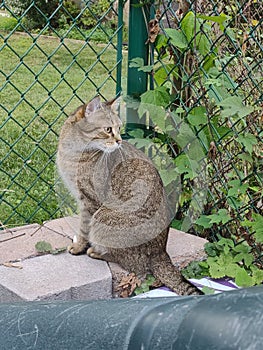 Adult Tiger Tabby longing to leave fenced in yard