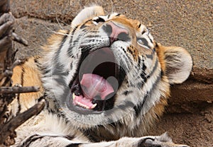 Adult tiger yawning close-up