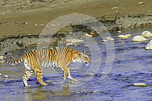 Adult Tigress stepping on stones to cross a river