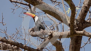 adult toco toucan