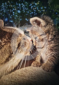 The adult tomcat meets a small baby kitten, making acquaintance as looks in the eyes one another. Cute cats close up portrait