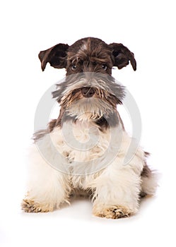 Adult toy snauzer dog isolated on white background