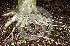 Adult Tree Roots - Portra 400 Film