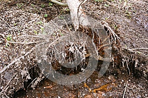 Adult Tree Roots - Portra 400 Film