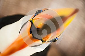 Adult tropical toco toucan bird biting the camera