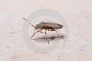 Adult True Bug
