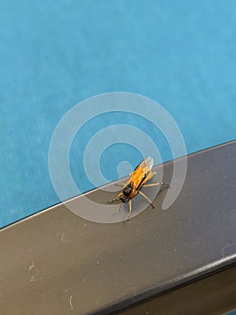 Adult Turnip or Beet Sawfly on armrest