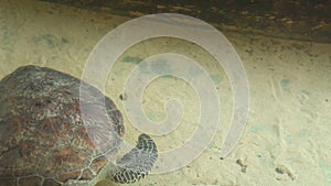 Adult turtle swimming in pool in conservation area in Sri Lanka
