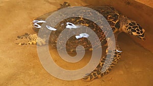 Adult turtle swimming in pool in conservation area in Sri Lanka