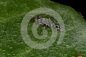 Adult Twig Ant