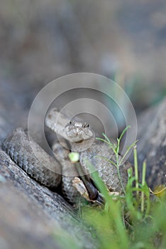 Adult Twin-spotted rattlesnake