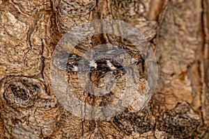 Adult Twirler Moth