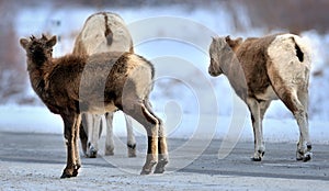 An adult and two bighorns offsprings . Winter in Rockies