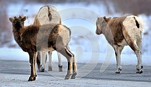 An adult and two bighorns offsprings . Winter in Rockies photo