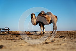 Adult two-humped camel, Kazakhstan