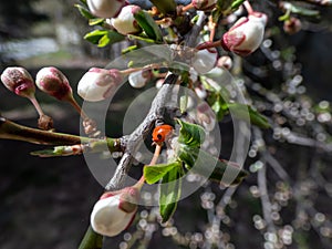 The adult two-spot ladybird Adalia bipunctata on the branch of plum tree in spring with white plum blossoms. Spring garden in a