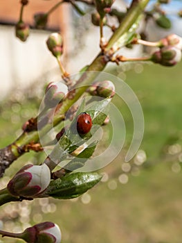 The adult two-spot ladybird Adalia bipunctata on the branch of plum tree in spring with white plum blossoms. Spring garden in a