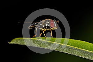 Adult Typical Hover Fly photo