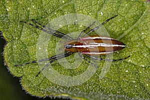 Adult Typical Orbweaver Spider