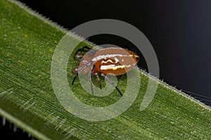 Adult Typical Orbweaver Spider