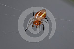 Adult Typical Orbweaver Spider