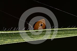 Adult Typical Orbweaver Spider