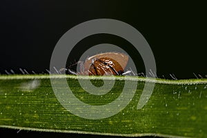 Adult Typical Orbweaver Spider